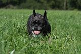 BOULEDOGUE FRANCAIS 713